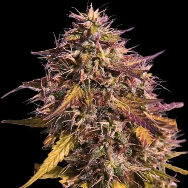 Empire Gas Face Cannabis Seeds – Empire Seeds Bank.