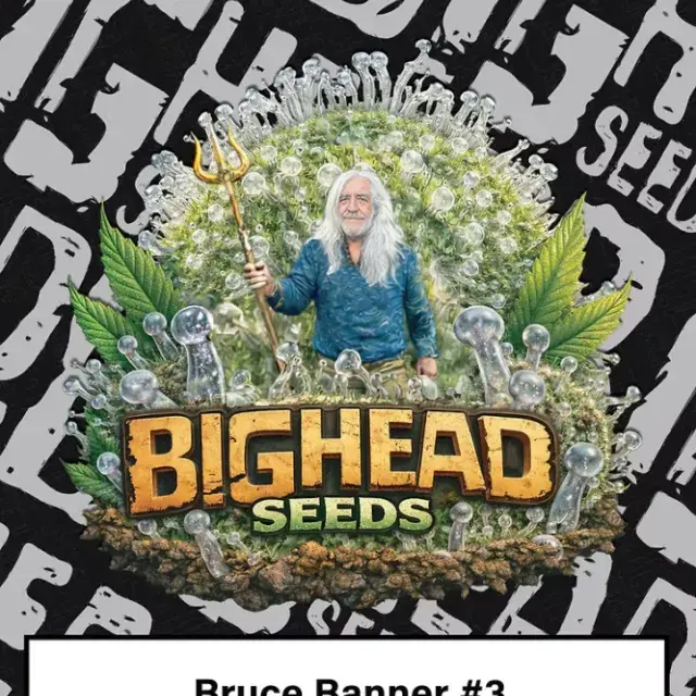 Bruce Banner #3 Feminised Cannabis Seeds | Big Head Seeds 