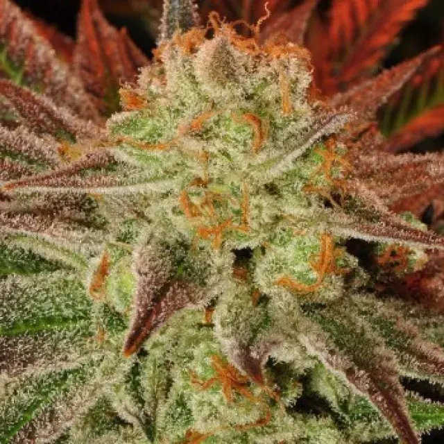 Carnage Feminised Cannabis Seeds | 710 Genetics Seeds