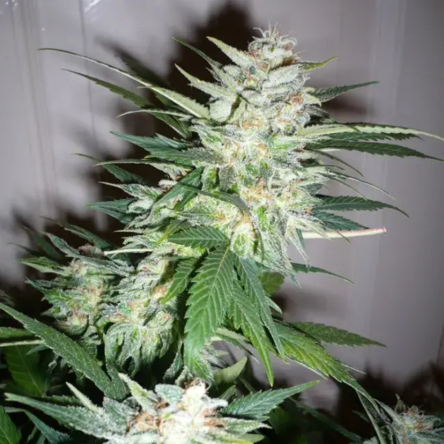 Super Shark Feminised Cannabis Seeds | 710 Genetics Seeds