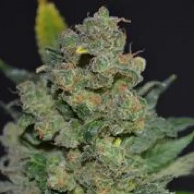 710 Stilton Feminised Cannabis Seeds (AKA Cheese) | 710 Genetics Seeds