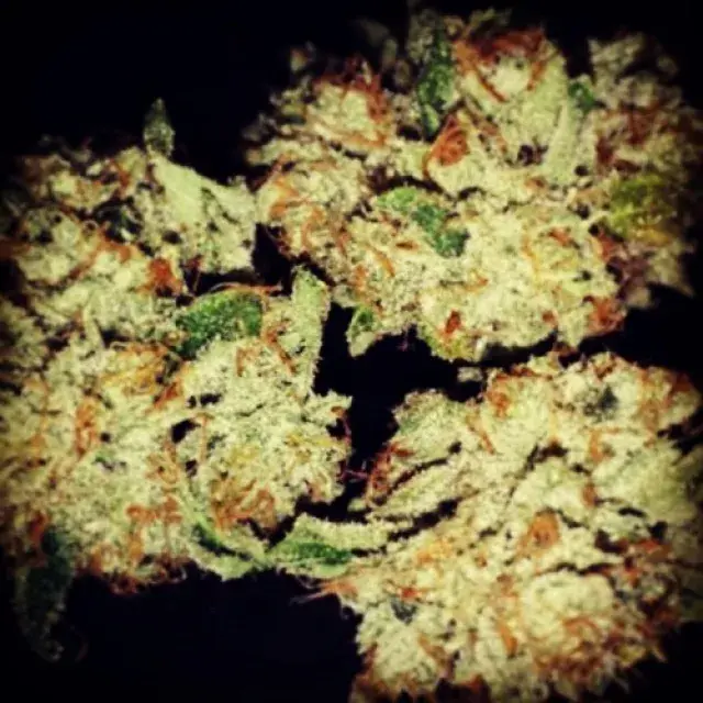  Mango Feminised Cannabis Seeds | 710 Genetics