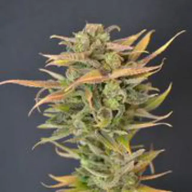 High Priority Feminised Cannabis Seeds | 710 Genetics Seeds