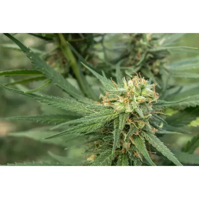 Pure Jack Feminised Cannabis Seed | 710 Genetics Seeds