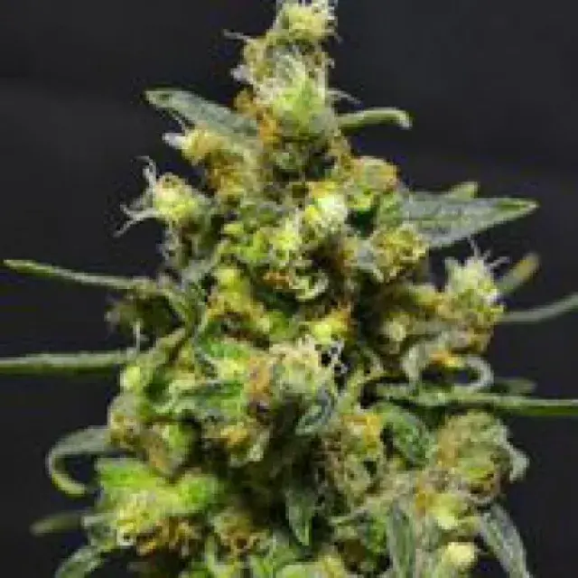 Shellshock Feminised Cannabis Seeds | 710 Genetics Seeds