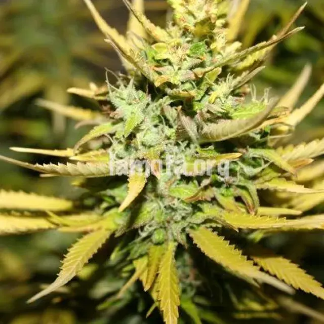 Smog Feminised Cannabis Seeds | 710 Genetics Seeds