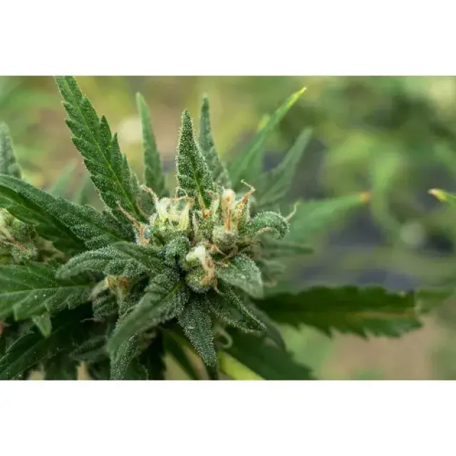 701 Genetics White Candy Feminised Cannabis Seeds