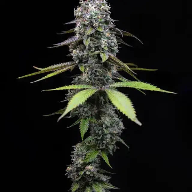 Zoap Feminised Cannabis Seeds | Barney's Farm.
