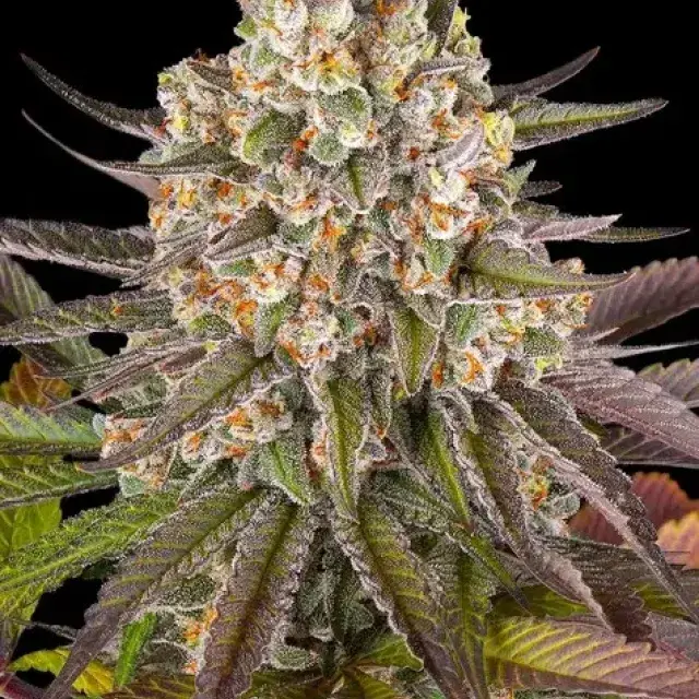 Limoncello Feminised Cannabis Seeds | Barney's Farm.Limoncello Feminised Cannabis Seeds | Barney's Farm.