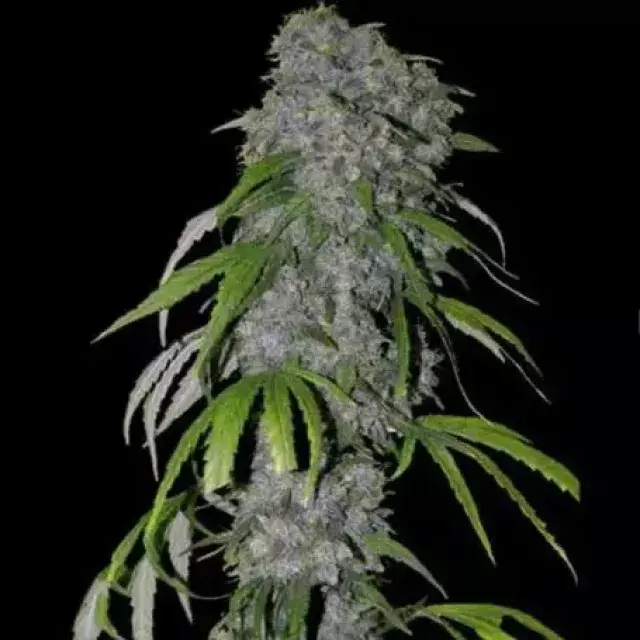 Blue Dream Auto Feminised Cannabis Seeds | Spliff Seeds.
