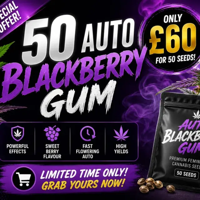 Auto Blackberry Gum 50 Seed Pack | Discount Cannabis Seeds.