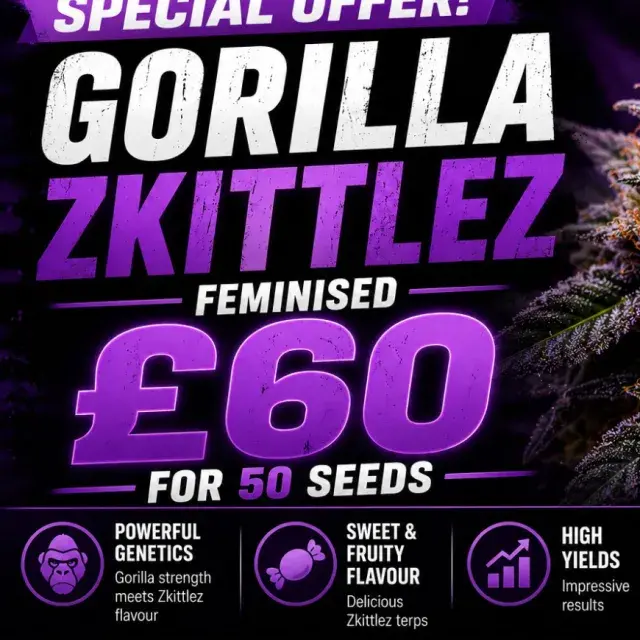 Gorilla Zkittlez Feminised Cannabis Seeds | 50 Bulk Seeds