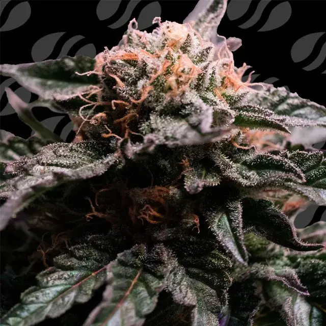 Banana Fumes Feminised Cannabis Seeds | Original Sensible Seeds.