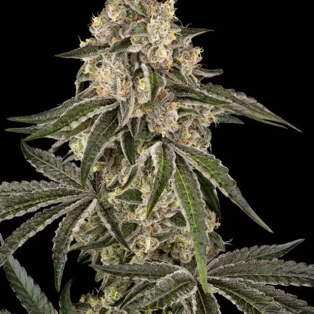 Sunset Peach Feminised Cannabis Seeds - Sensi Seeds.