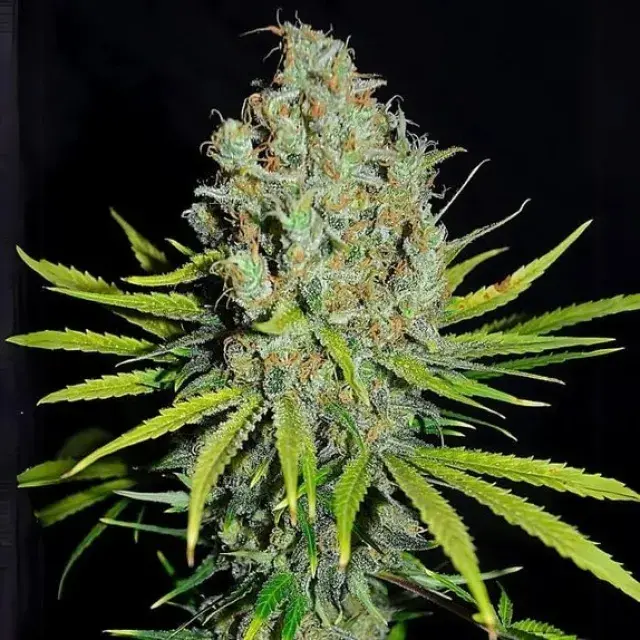 Empire Grape Stomper Cannabis Seeds – Empire Seeds Bank.