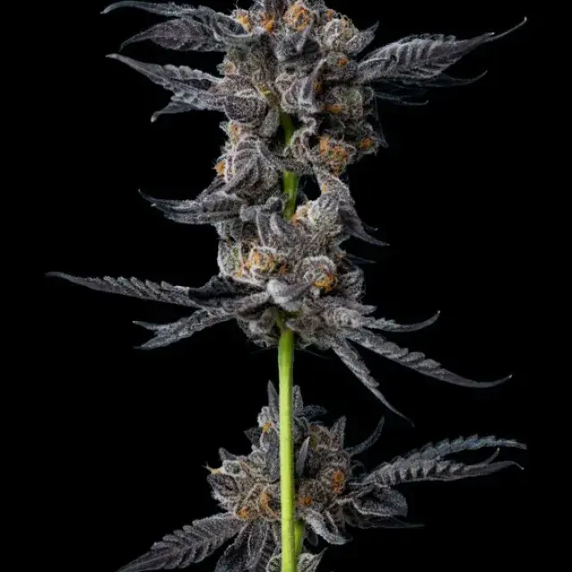 Cookies Gelato Auto Feminised Cannabis Seeds - Mavericks Seeds.