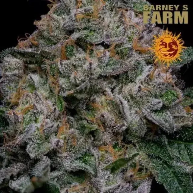 Blue Dream Feminised Cannabis Seeds | Barney's Farm. 