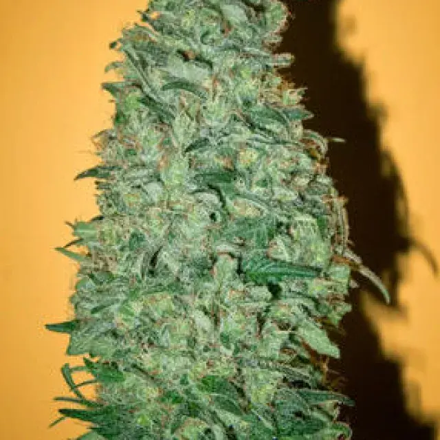 California Dream Feminised Cannabis Seeds