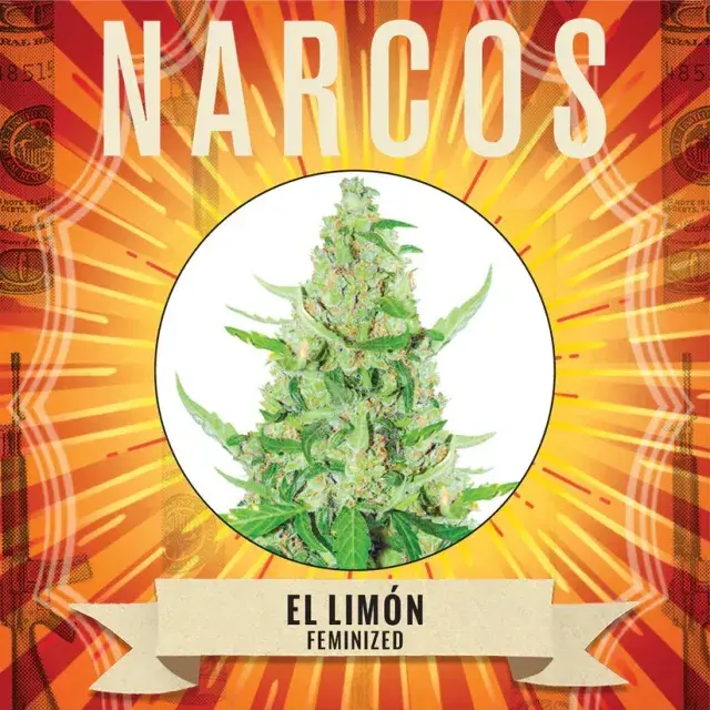  El Limon Feminised Cannabis Seeds - NARCOS Seeds.