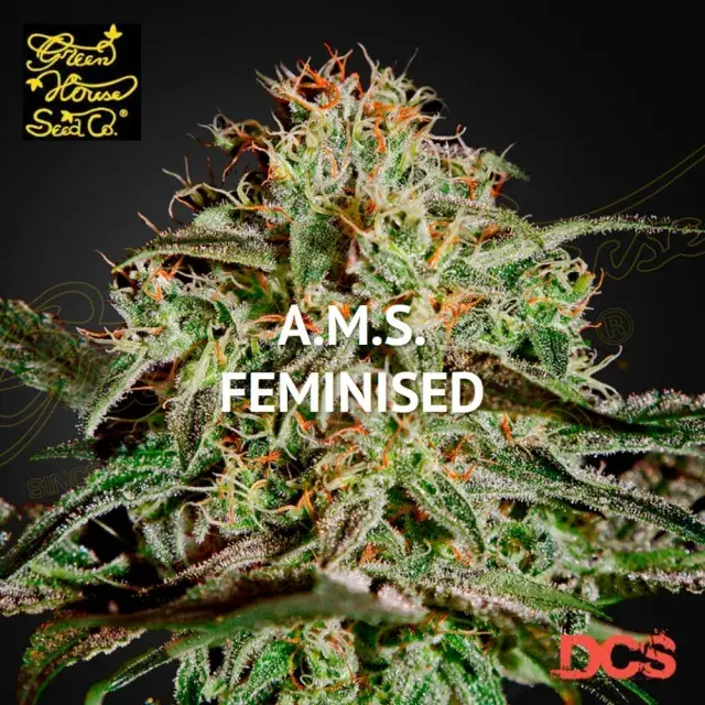 A.M.S. Feminised Cannabis Seeds | Greenhouse Seeds
