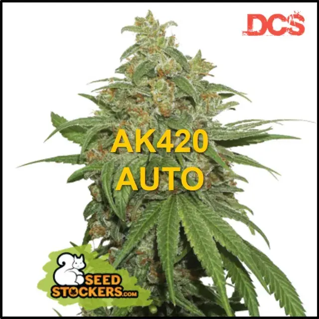 AK420 Auto Feminised Cannabis Seeds | Seed Stockers