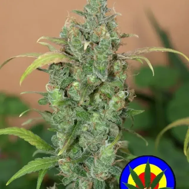 Auto AK47 Feminised Cannabis Seeds | Next Generation Seeds