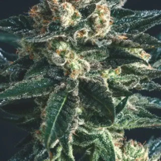 AK47 x SCBDX Feminised Cannnabis Seeds