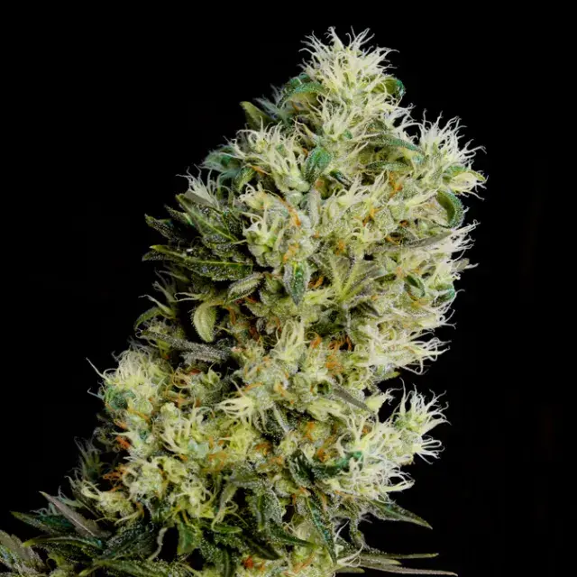 Amnesia Bilbo Auto Feminised Cannabis Seeds