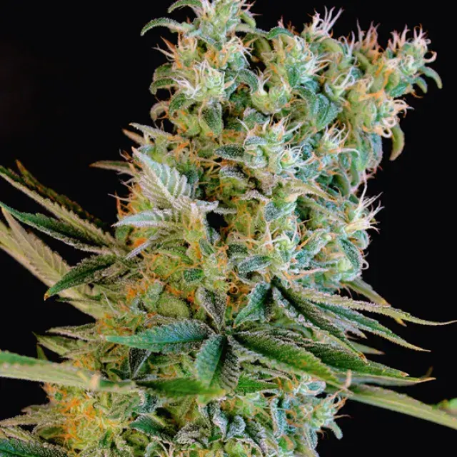 Amnesia Bilbo Feminised Cannabis Seeds