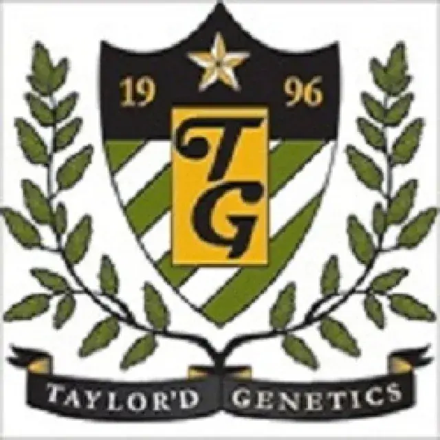 Wobbly Bob Feminised Cannabis Seeds | Taylor'd Genetics Seeds 