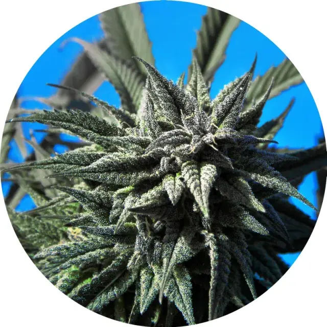 Auto Tao Blueberry Regular Cannabis Seeds