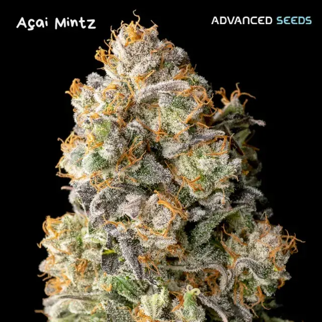Auto Acai Mintz Feminised Cannabis Seeds | Advanced Seeds 