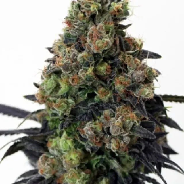 Acid Dough Feminised Cannabis Seeds