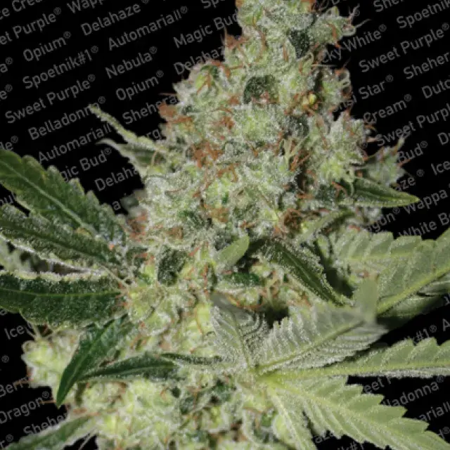 Acid Feminised Cannabis Seeds | Paradise Seeds