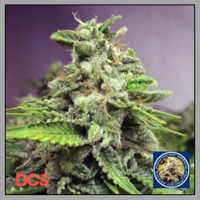 Auto Afghan Skunk Feminised Cannabis Seeds | Advanced Seeds 