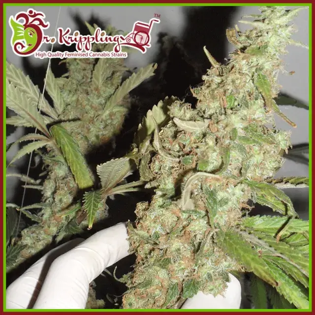 Afghan Cow Feminised Cannabis Seeds | Dr Krippling