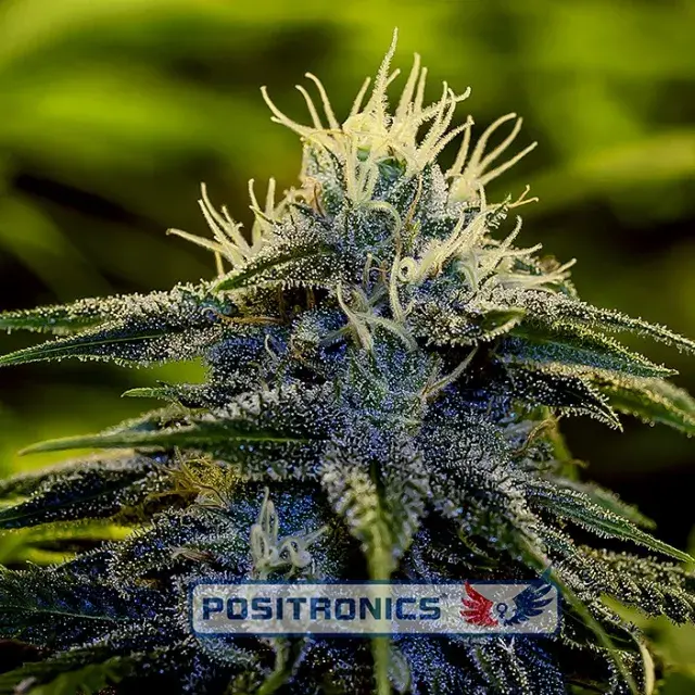 Afghan Express Auto Feminised Cannabis Seeds | Positronics