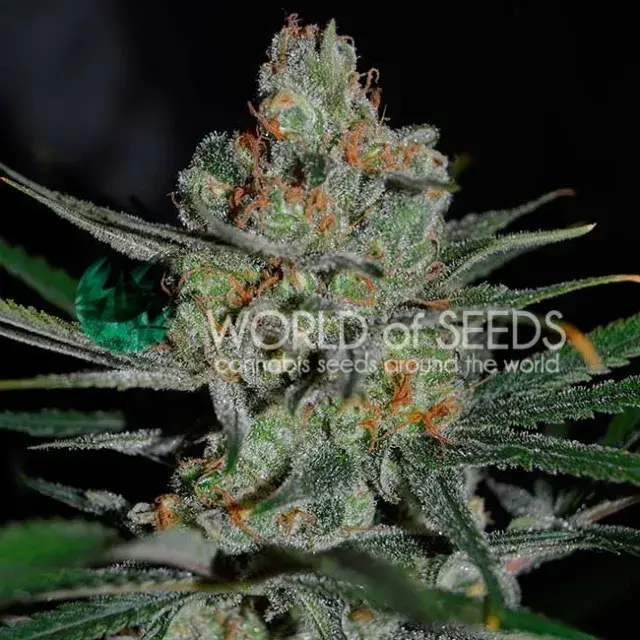 Afghan Kush Early Version Feminised Cannabis Seeds | World of Seeds
