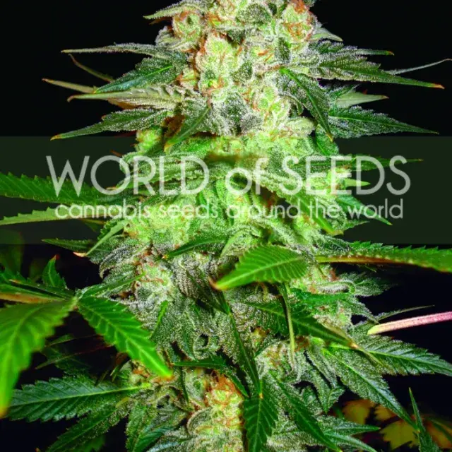 Afghan Kush Ryder Auto Feminised Cannabis Seeds