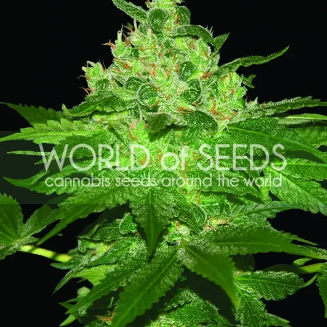 Afghan Kush Regular Cannabis Seeds | Discount Cannabis Seeds