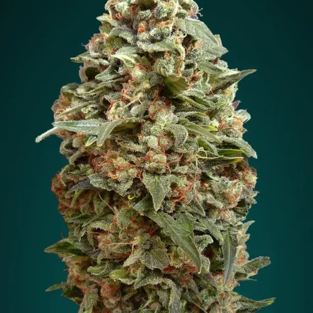 Afghan Skunk Feminised Cannabis Seeds | Advanced Seeds 