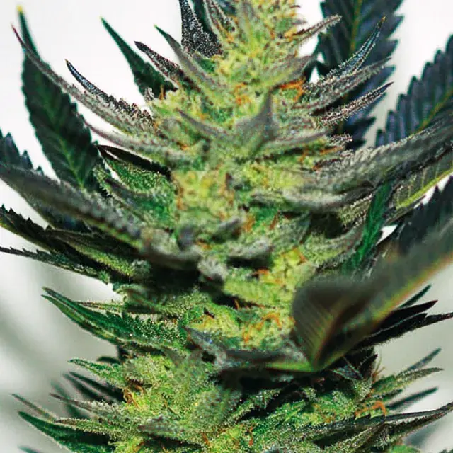 Afghan Skunk Feminised Cannabis Seeds | Expert Seeds