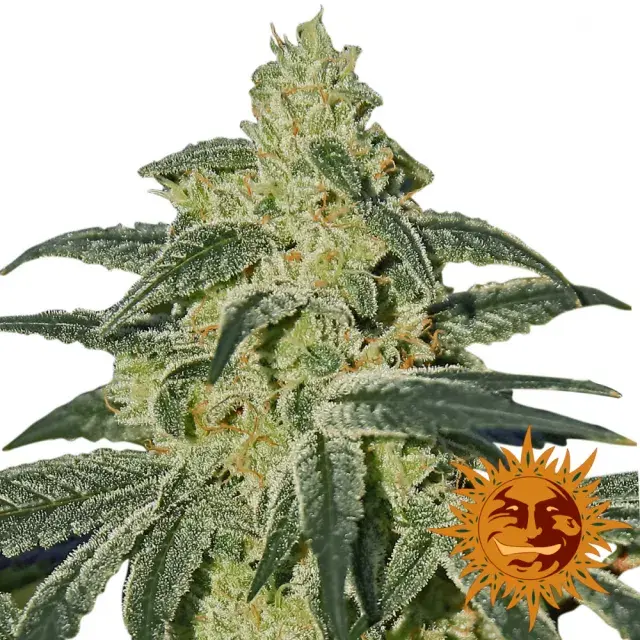 Afghan Hash Plant Regular Cannabis Seeds | Barney's Farm 