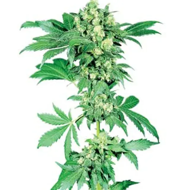Afghani #1 Regular Cannabis Seeds | Sensi Seeds 