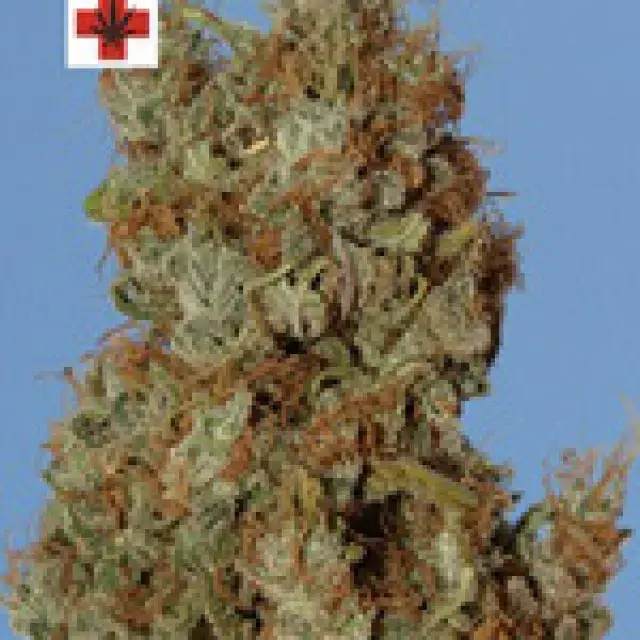 Afghani Kush Feminised Cannabis Seeds | Next Generation Seeds
