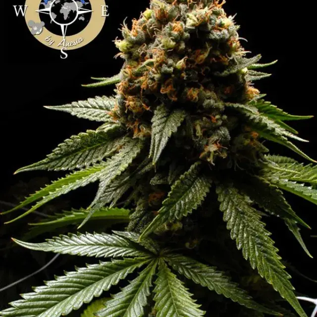 Afghanica Feminised Cannabis Seeds - Anesia Seeds