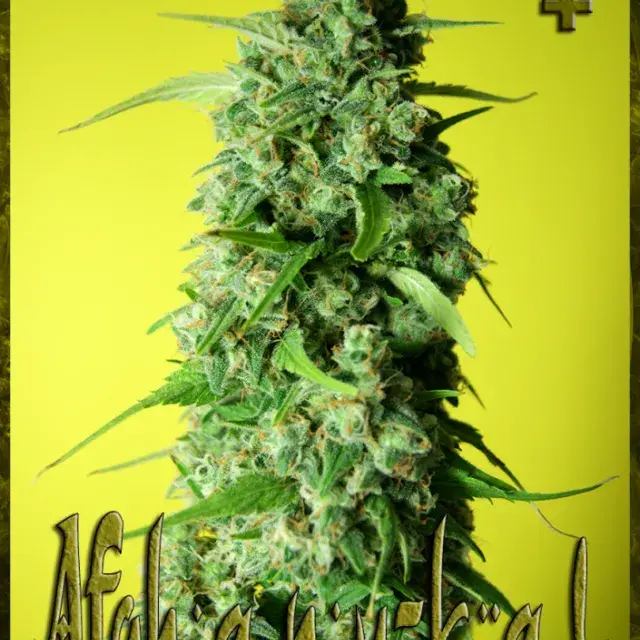 Afghany Kal Feminised Cannabis Seeds | Rockwell Seeds