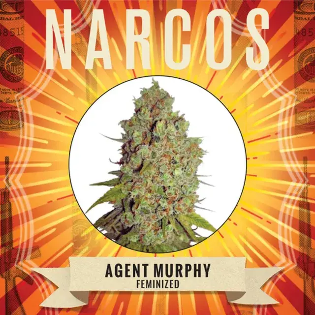 Agent Murphy Feminised Cannabis Seeds - NARCOS Seeds