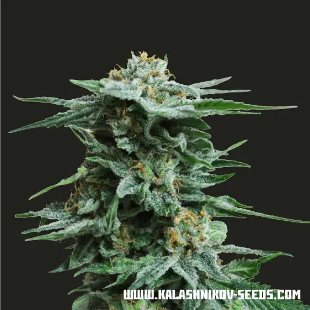 AK Kush Feminised Cannabis Seeds | Kalashnikov Seeds