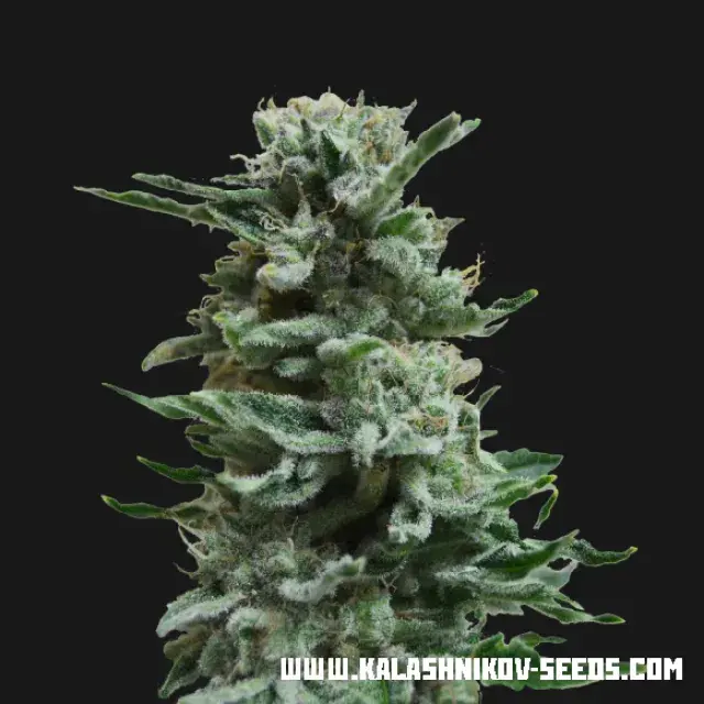 AK Skunk Auto Feminised Cannabis Seeds | Kalashnikov Seeds